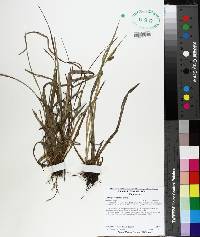 Carex flaccosperma image