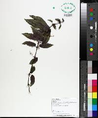 Bignonia capreolata image