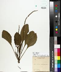 Plantago virginica image