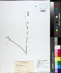 Polygala incarnata image