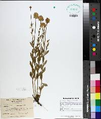 Polygala lutea image