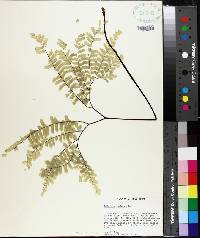 Adiantum pedatum image