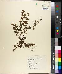 Adiantum capillus-veneris image