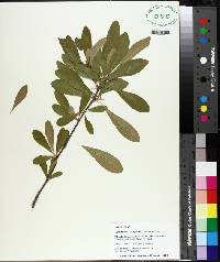 Sideroxylon lanuginosum image