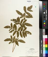 Osmunda regalis image