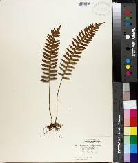 Polypodium virginianum image