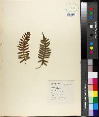 Polypodium vulgare image