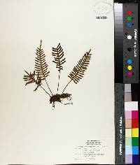 Polypodium polypodioides image