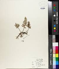 Polypodium polypodioides image