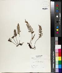 Polypodium polypodioides image