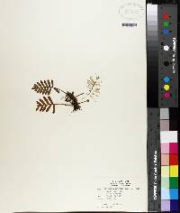 Polypodium polypodioides image