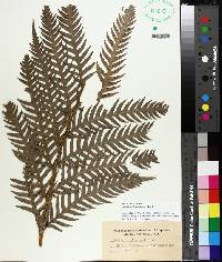 Woodwardia fimbriata image