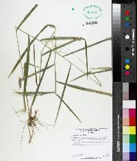 Leersia lenticularis image