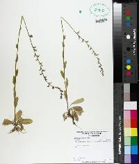 Lobelia appendiculata image