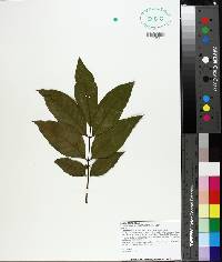 Carya illinoinensis image