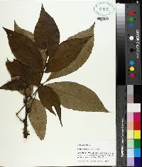 Carya ovata image