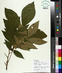 Carya myristiciformis image