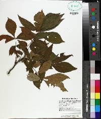 Carya myristiciformis image