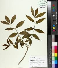 Carya myristiciformis image