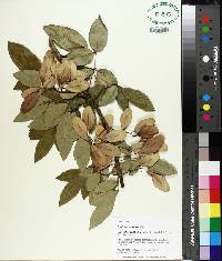 Fraxinus caroliniana image