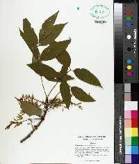 Fraxinus pennsylvanica image