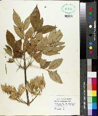 Fraxinus pennsylvanica image