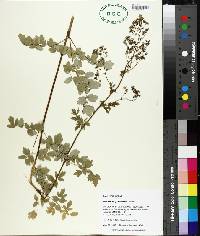 Thalictrum pubescens image