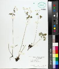 Thalictrum clavatum image