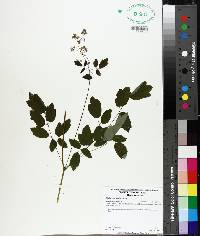 Thalictrum amphibolum image