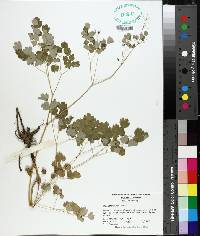 Thalictrum dioicum image