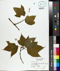 Acer pensylvanicum image