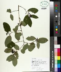 Berchemia scandens image