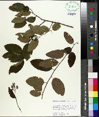 Berchemia scandens image