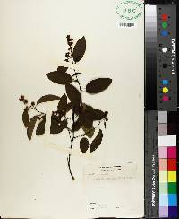 Berchemia scandens image