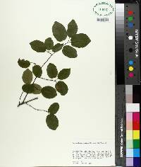 Amelanchier arborea image