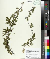 Crataegus flava image