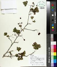 Crataegus marshallii image