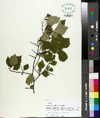 Crataegus pulcherrima image