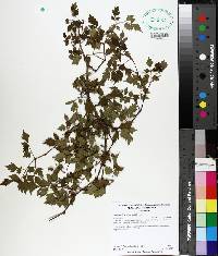 Ampelopsis arborea image