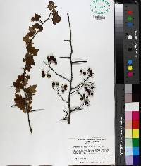 Crataegus phaenopyrum image