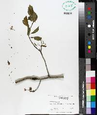 Crataegus viridis image