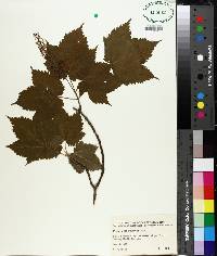 Acer spicatum image