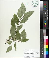 Sideroxylon lycioides image