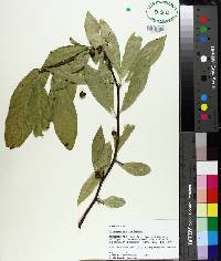 Sideroxylon lycioides image