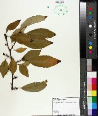 Prunus mexicana image