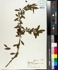 Prunus nigra image