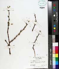 Prunus persica image