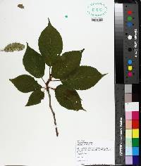 Prunus serrulata image