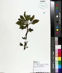 Prunus serrulata image