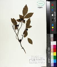 Prunus umbellata image